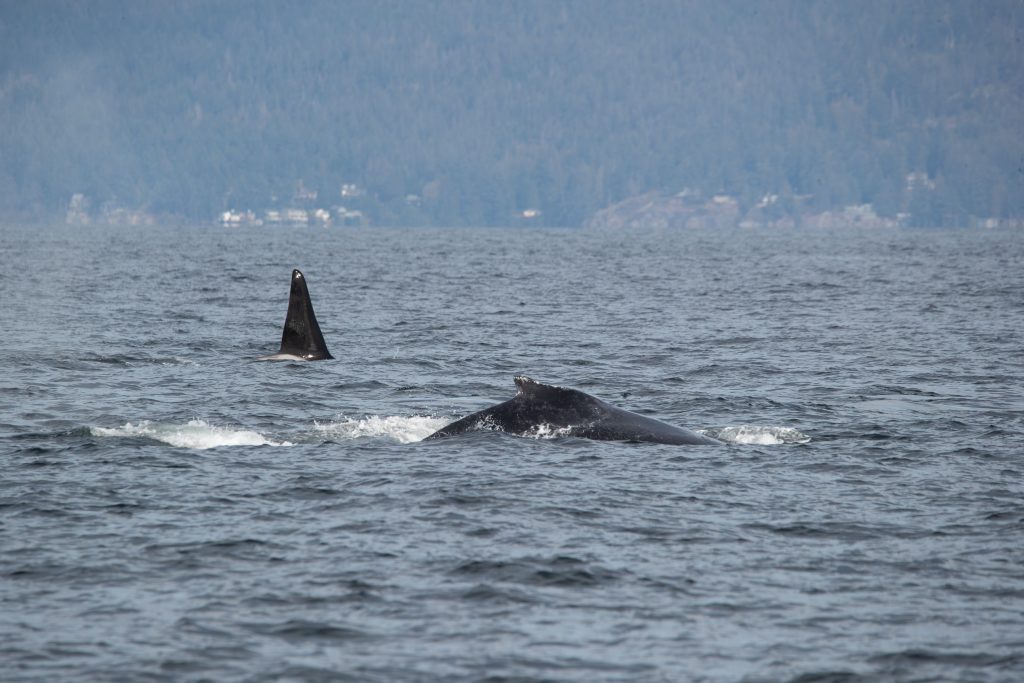 humpback whales and killer whales interacting