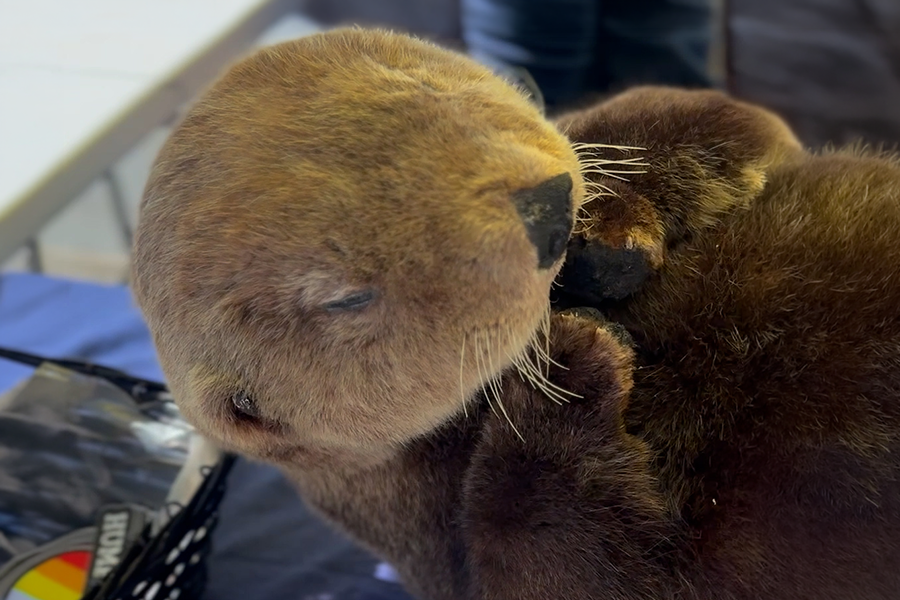 Sea Otter Taxidermy