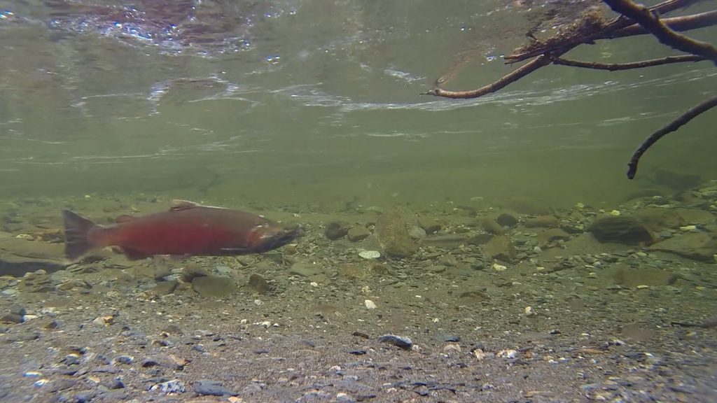 Salmon