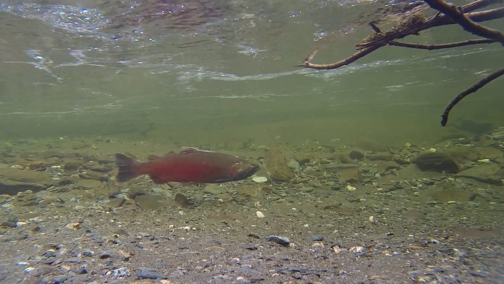 salmon in water