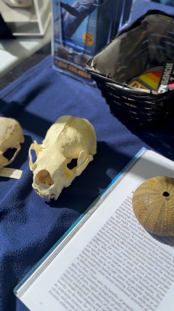 harbour porpoise skull and pacific white sided dolphin jaw