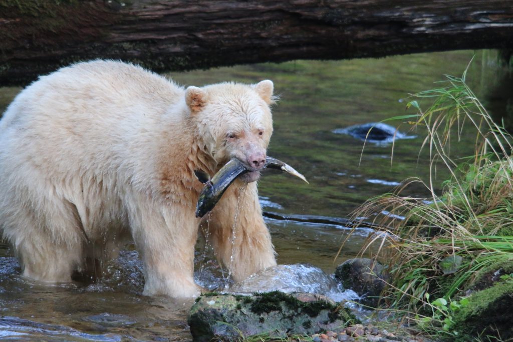 spirit bear