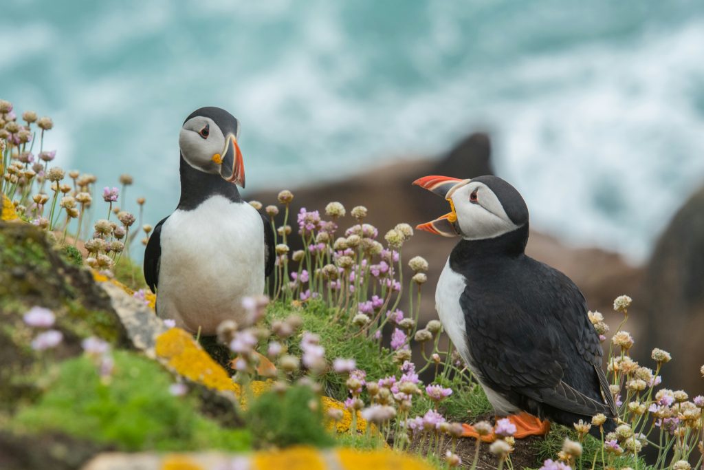 atlantic puffin