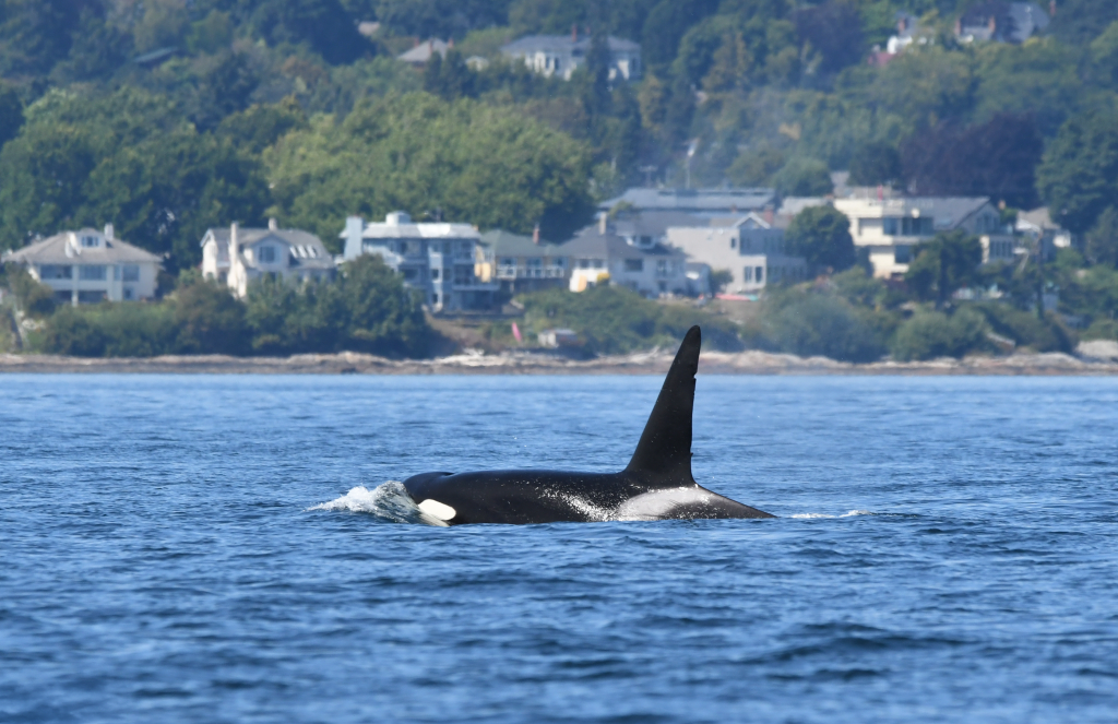 T135C killer whales