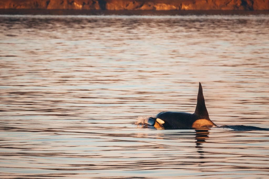 Orca at sunset
