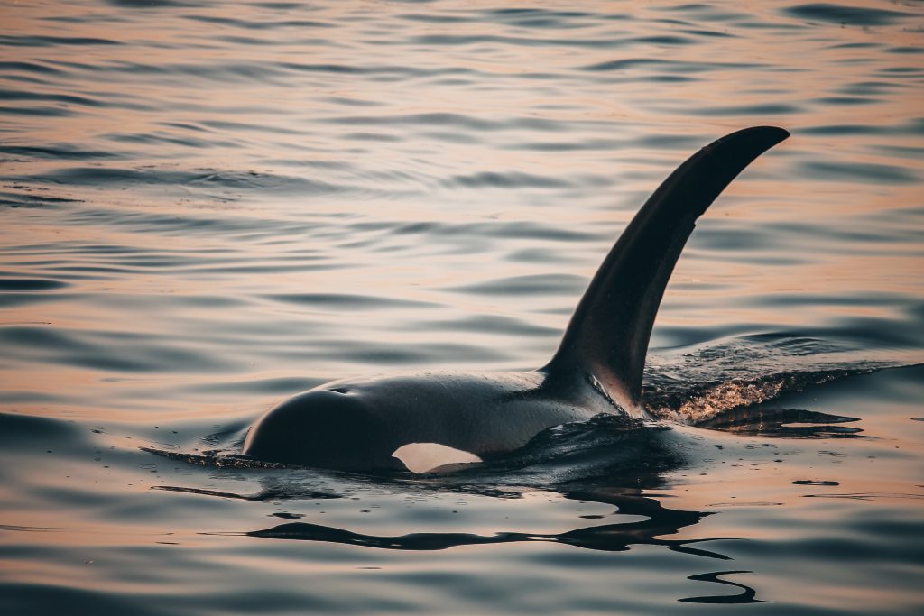Orca at Sunset