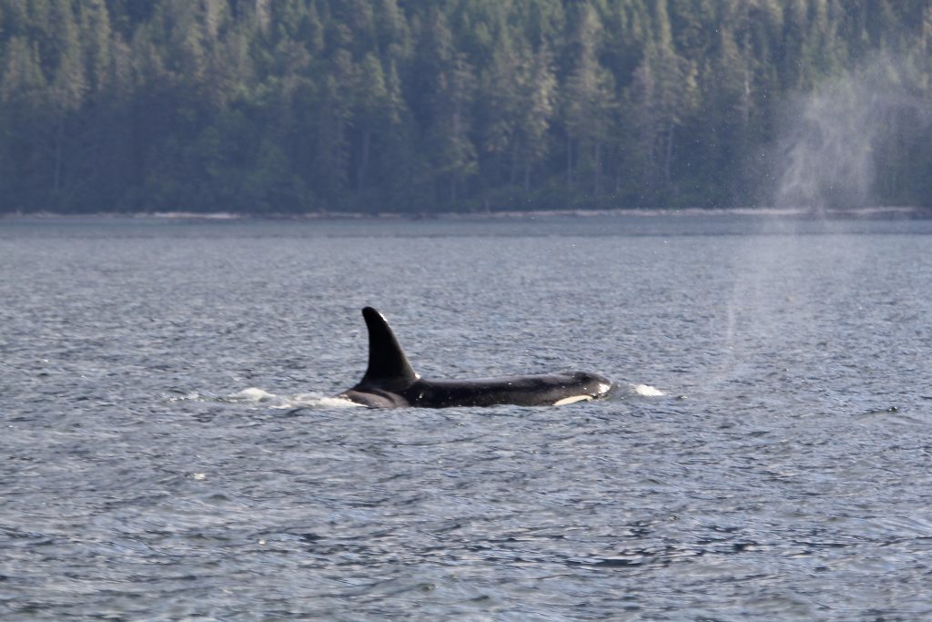 Northern Resident