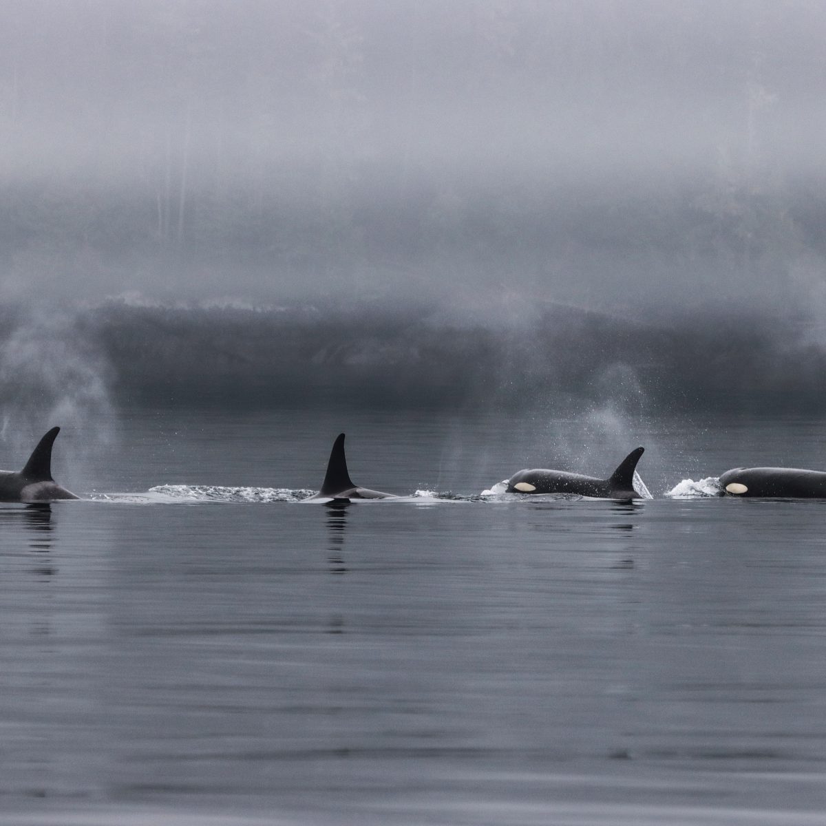 World Orca Day