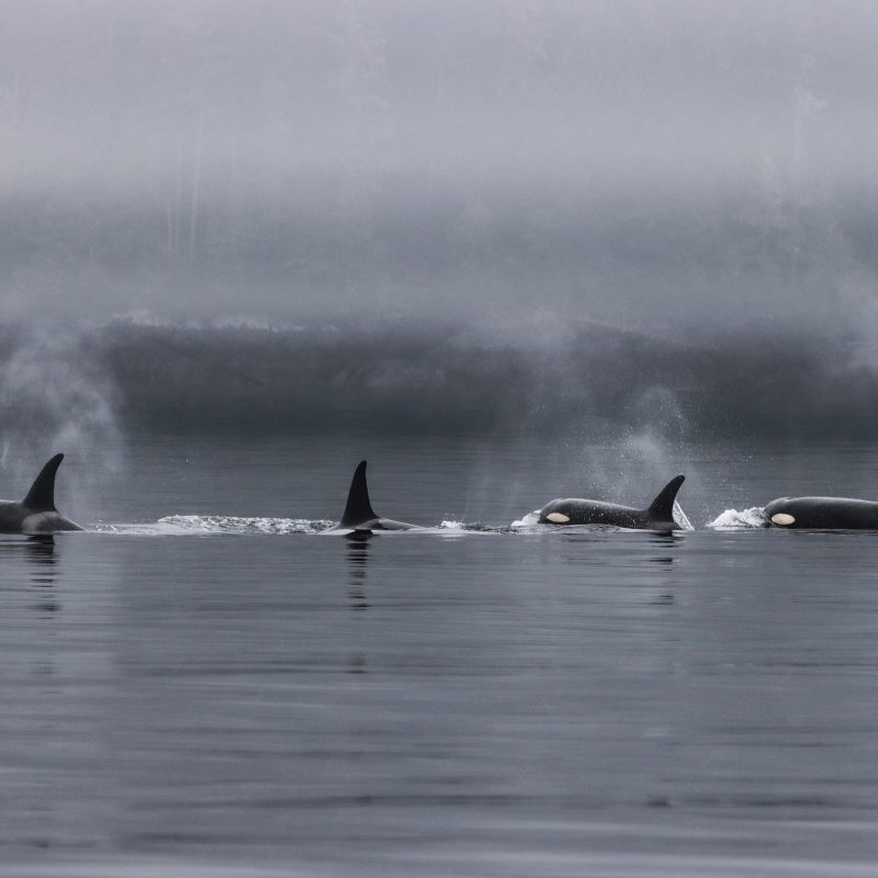 World Orca Day