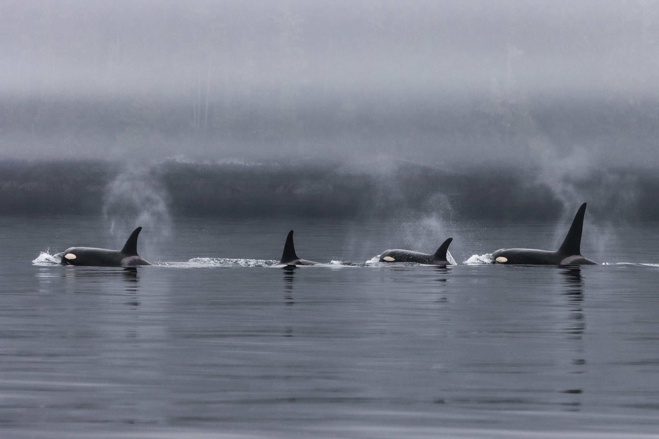 World Orca Day