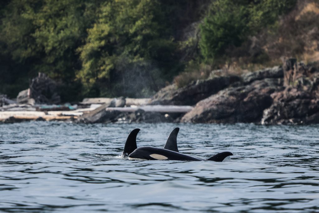 Orca pod