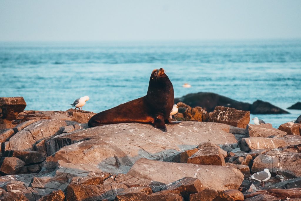 Sunbathing Sea Lion