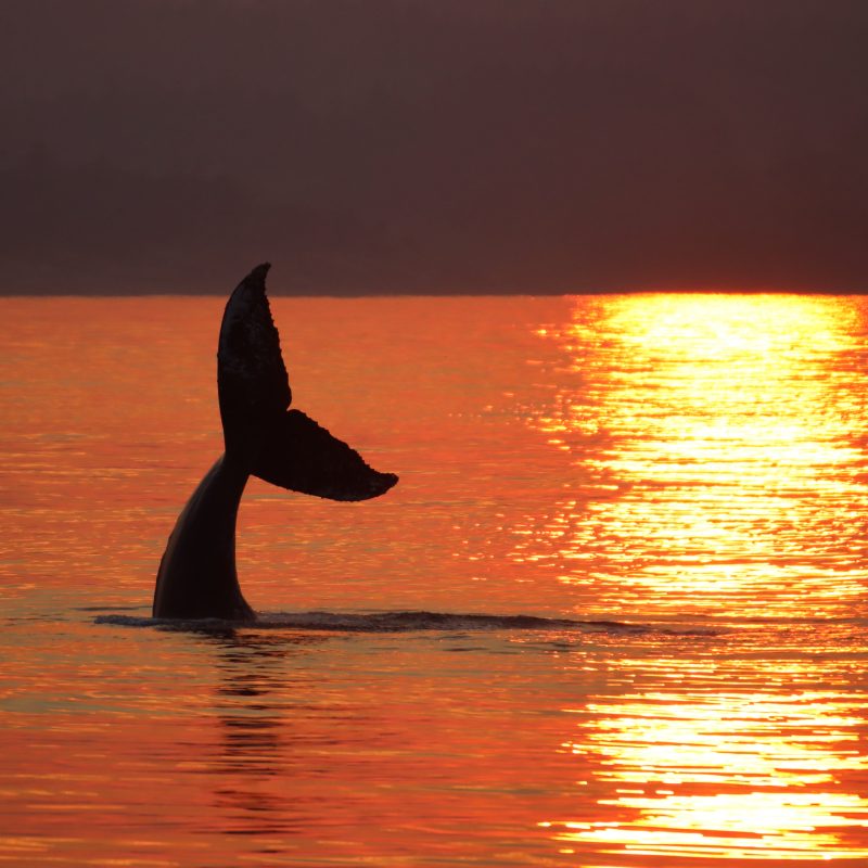 Humpback at Sunset