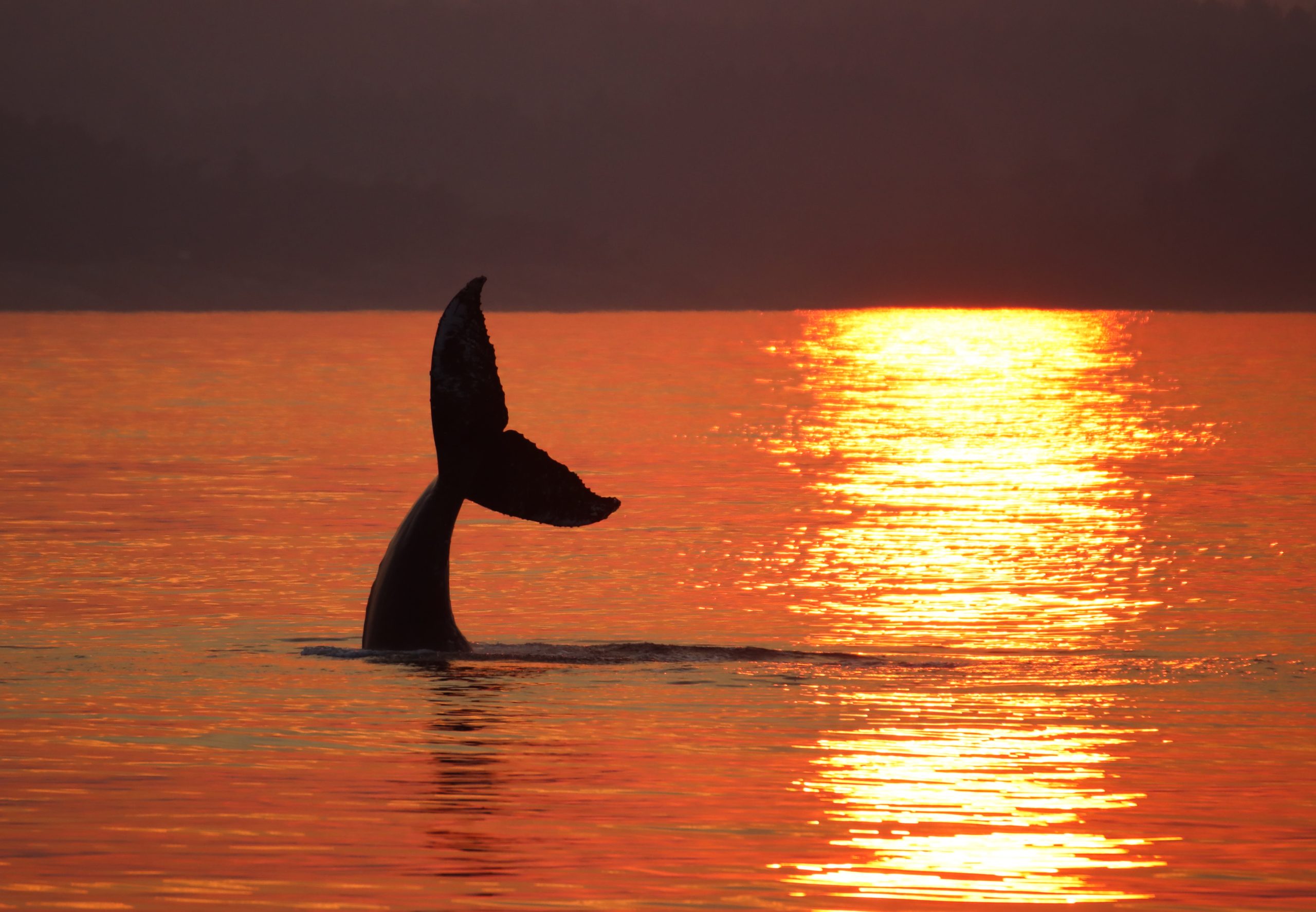 Humpback at Sunset