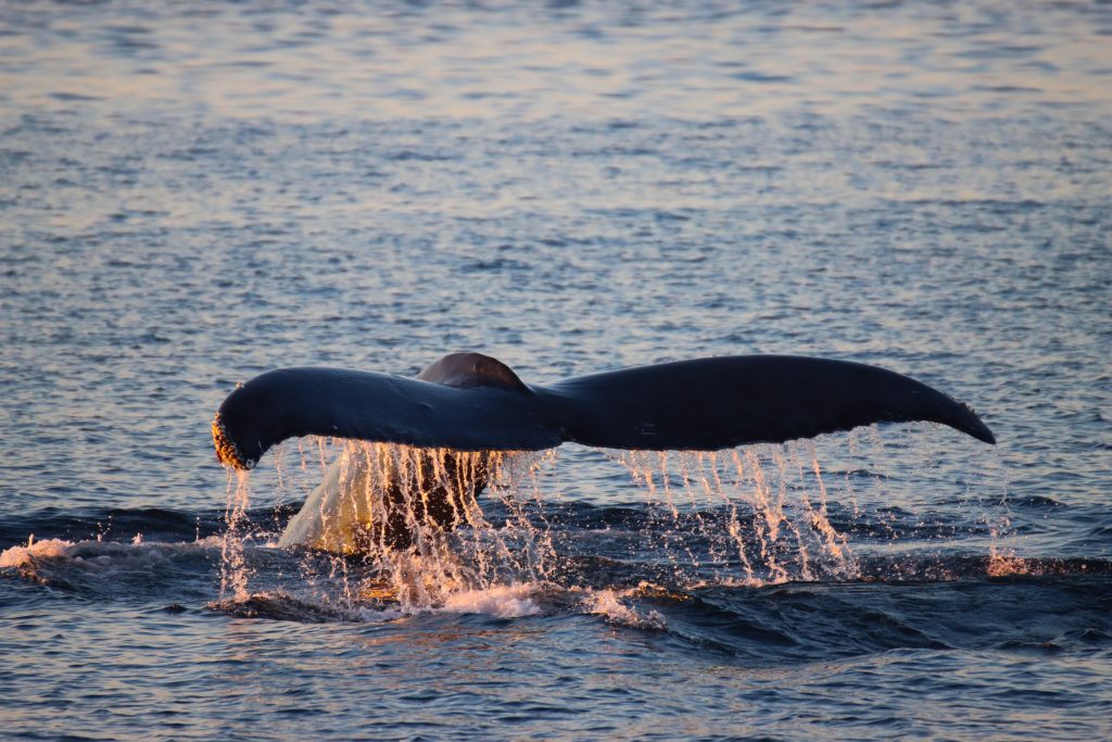 Humpback Tail at Sunset