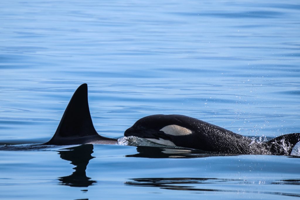 Orca's swimming