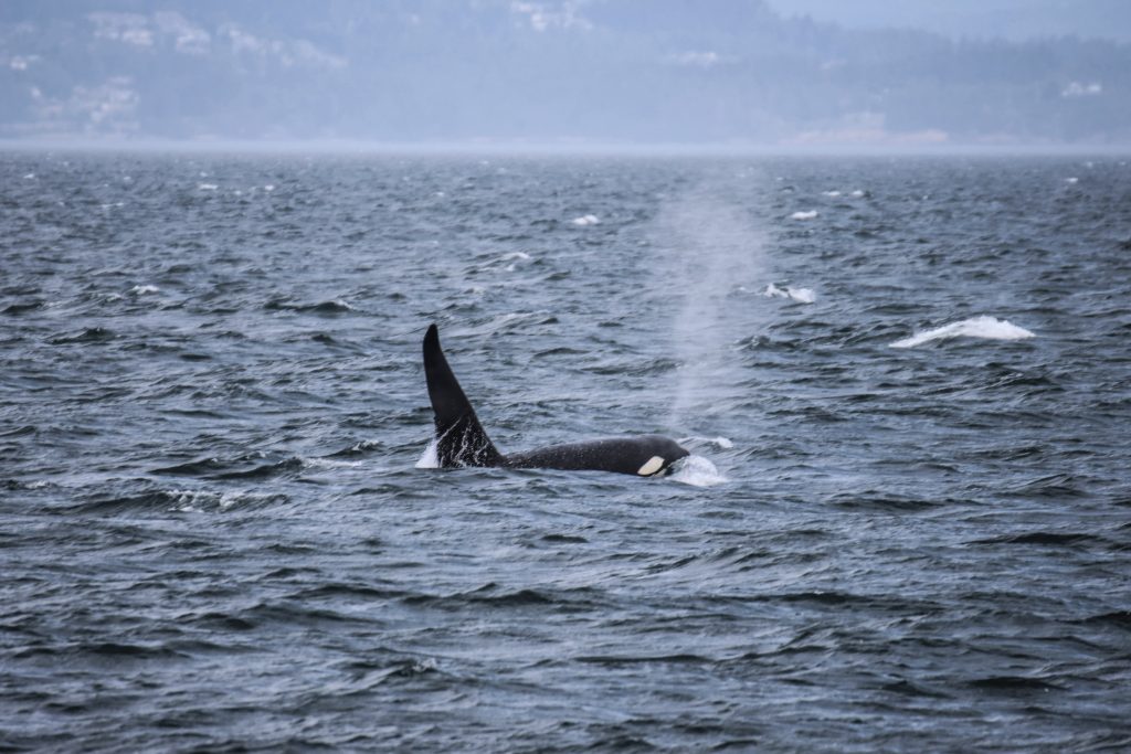 Orca Dorsal Fin