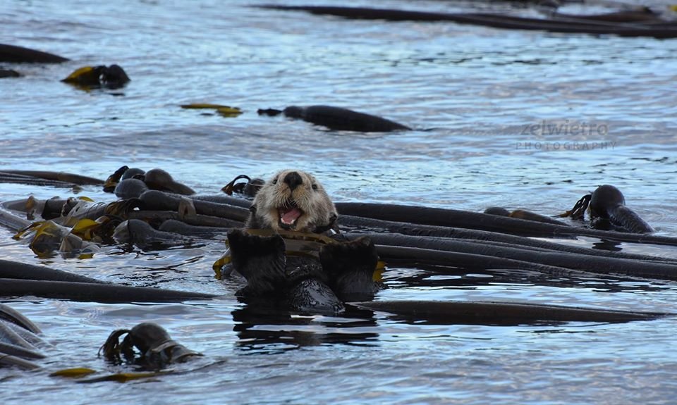 Smiling Sea Otter