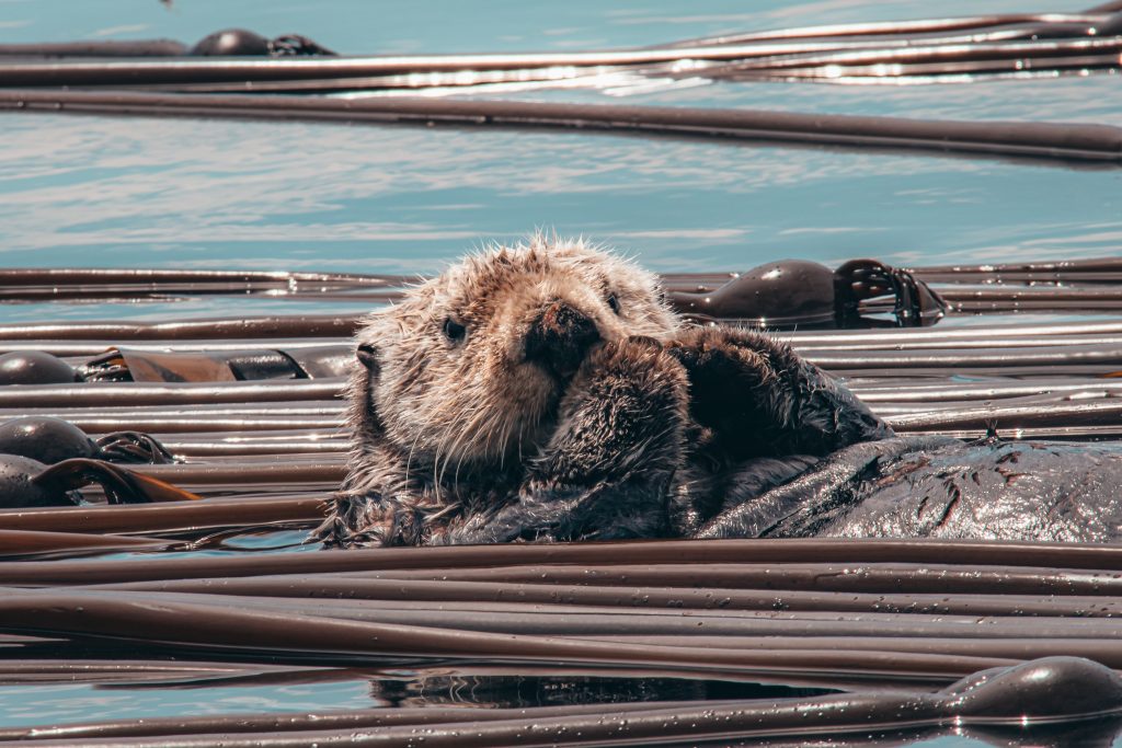 Sea Otter Hands