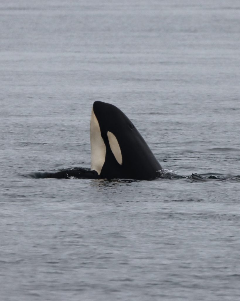 telegraph cove whale watching