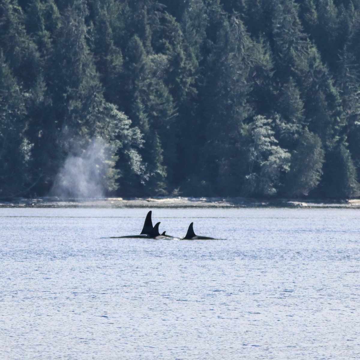 telegraph cove whale watching