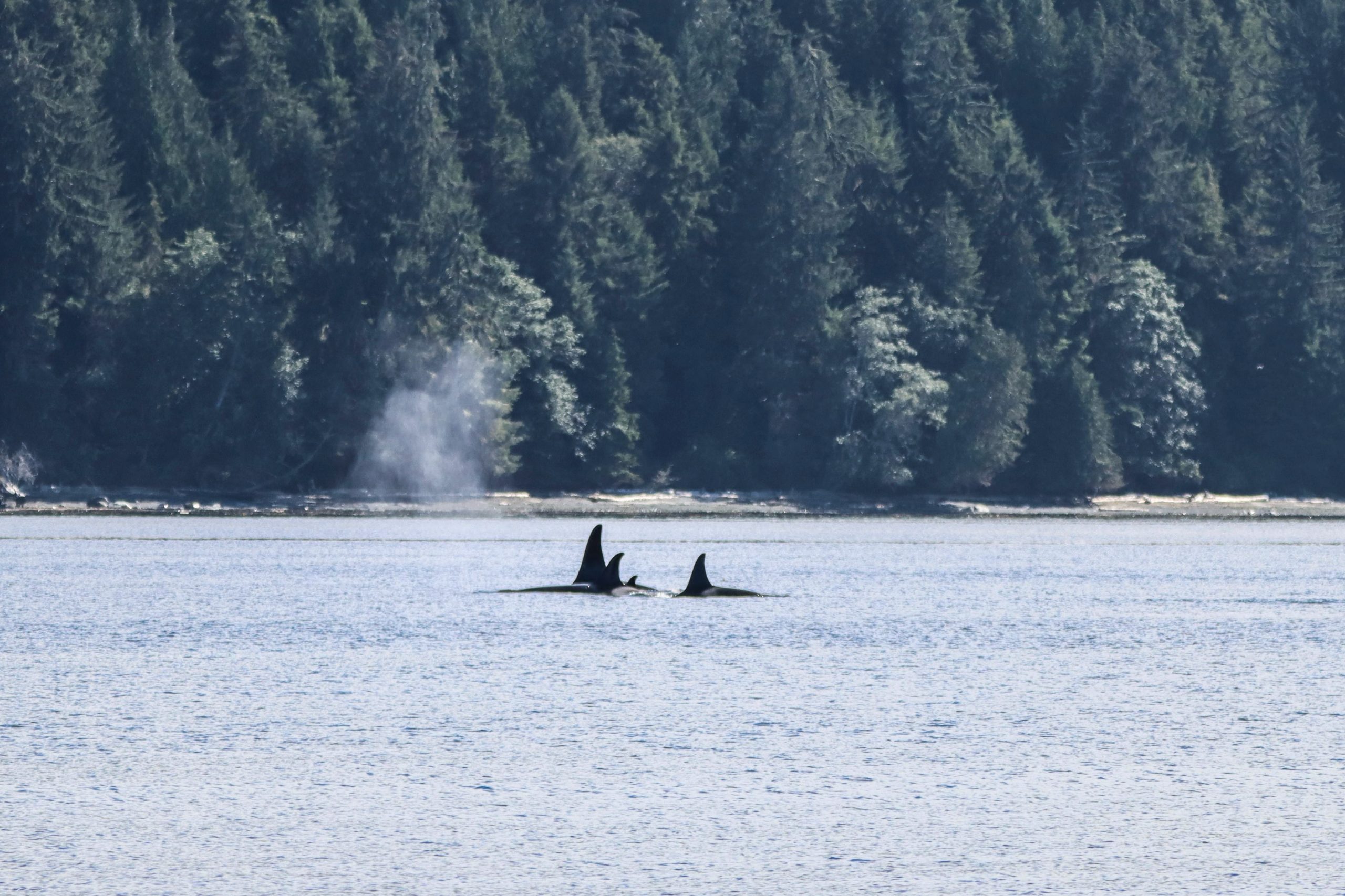 telegraph cove whale watching