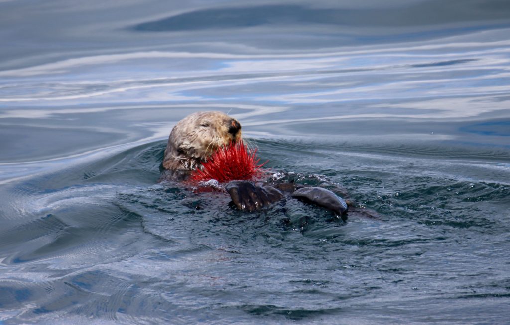 Sea Otter with Sea Urchin
