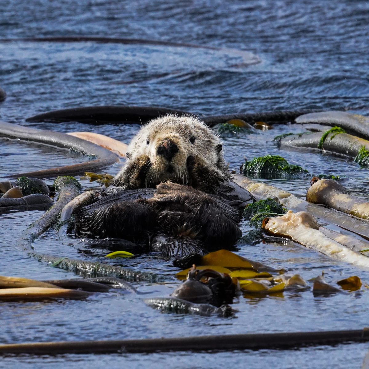 Sea Otters