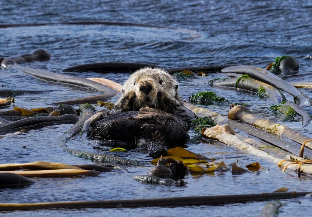 Sea Otter Paws on Face