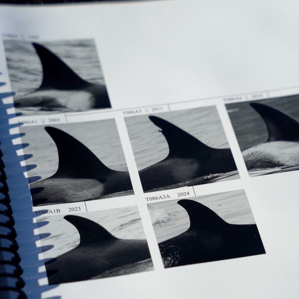 Killer Whale Catalogue
