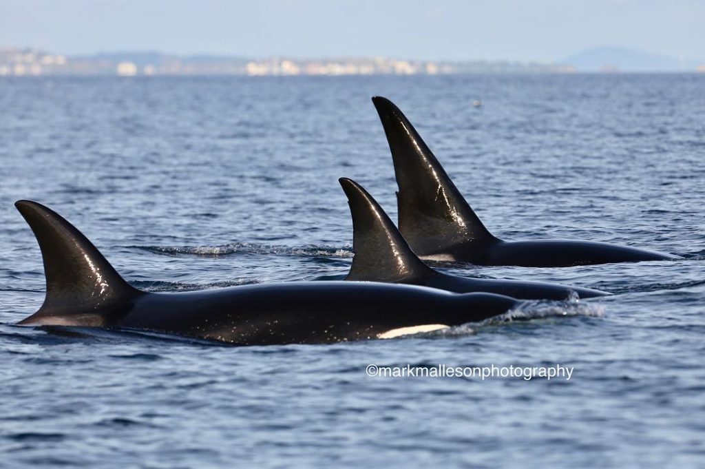 Orca photography