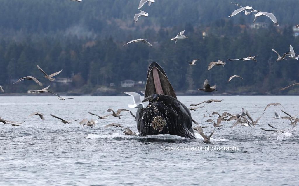 Humpback Photography