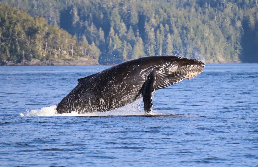 Breaching humpback