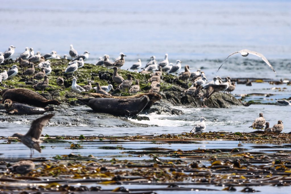 whale watching in victoria in the fall