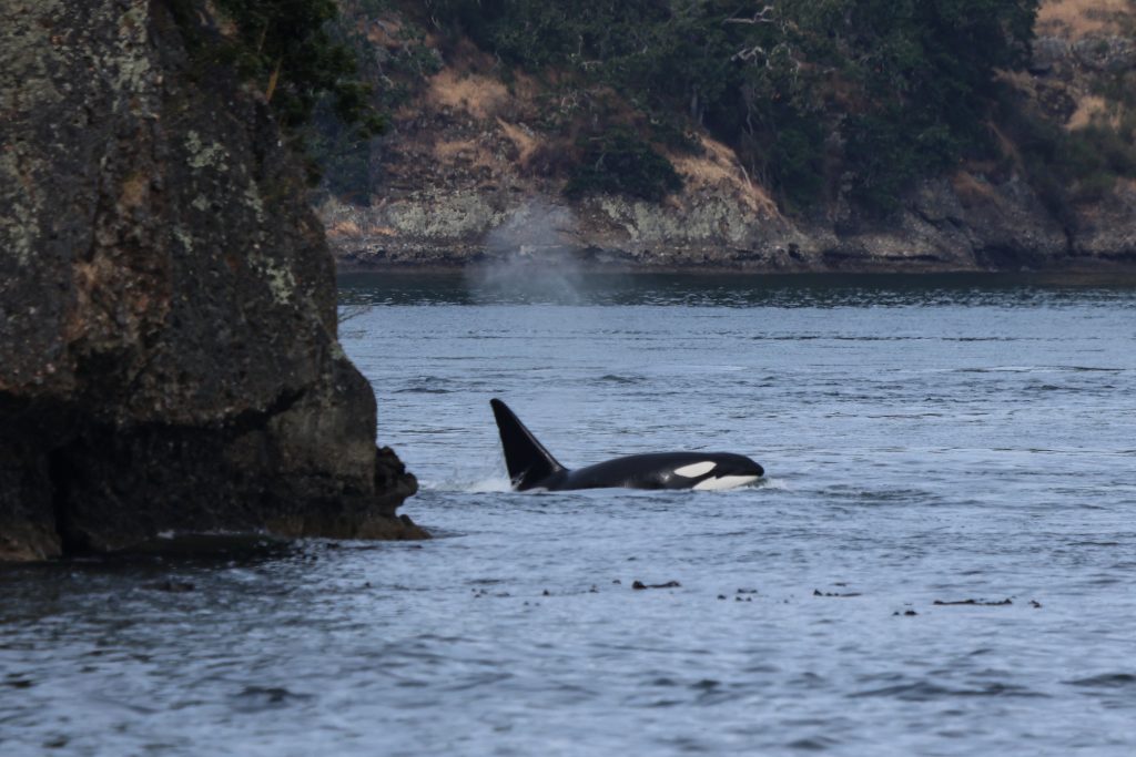 whale watching in the fall in vancouver