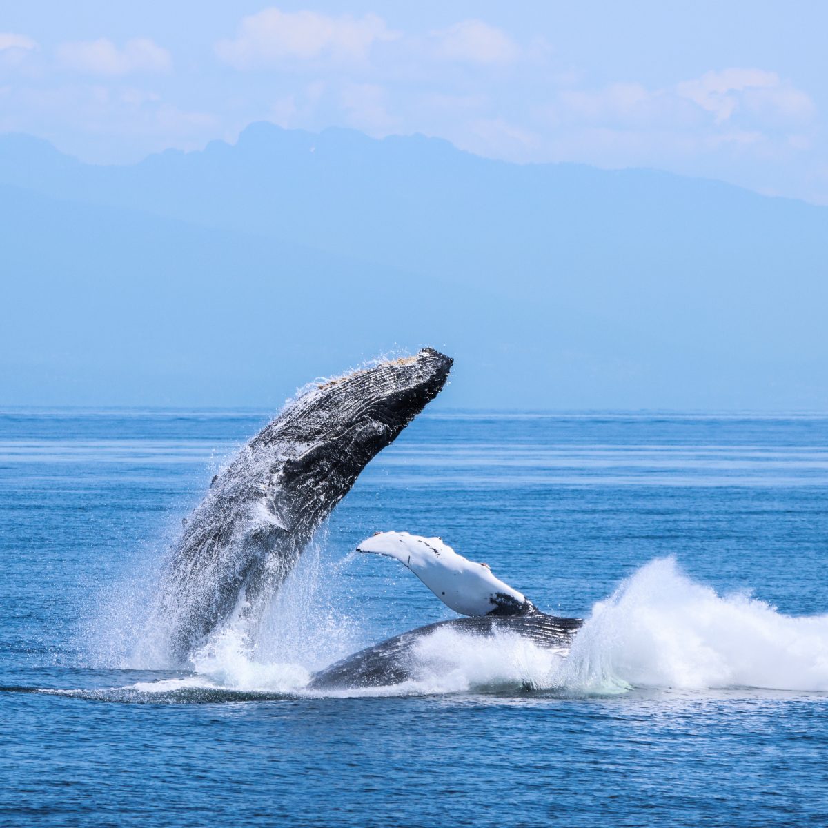 Humpback breach