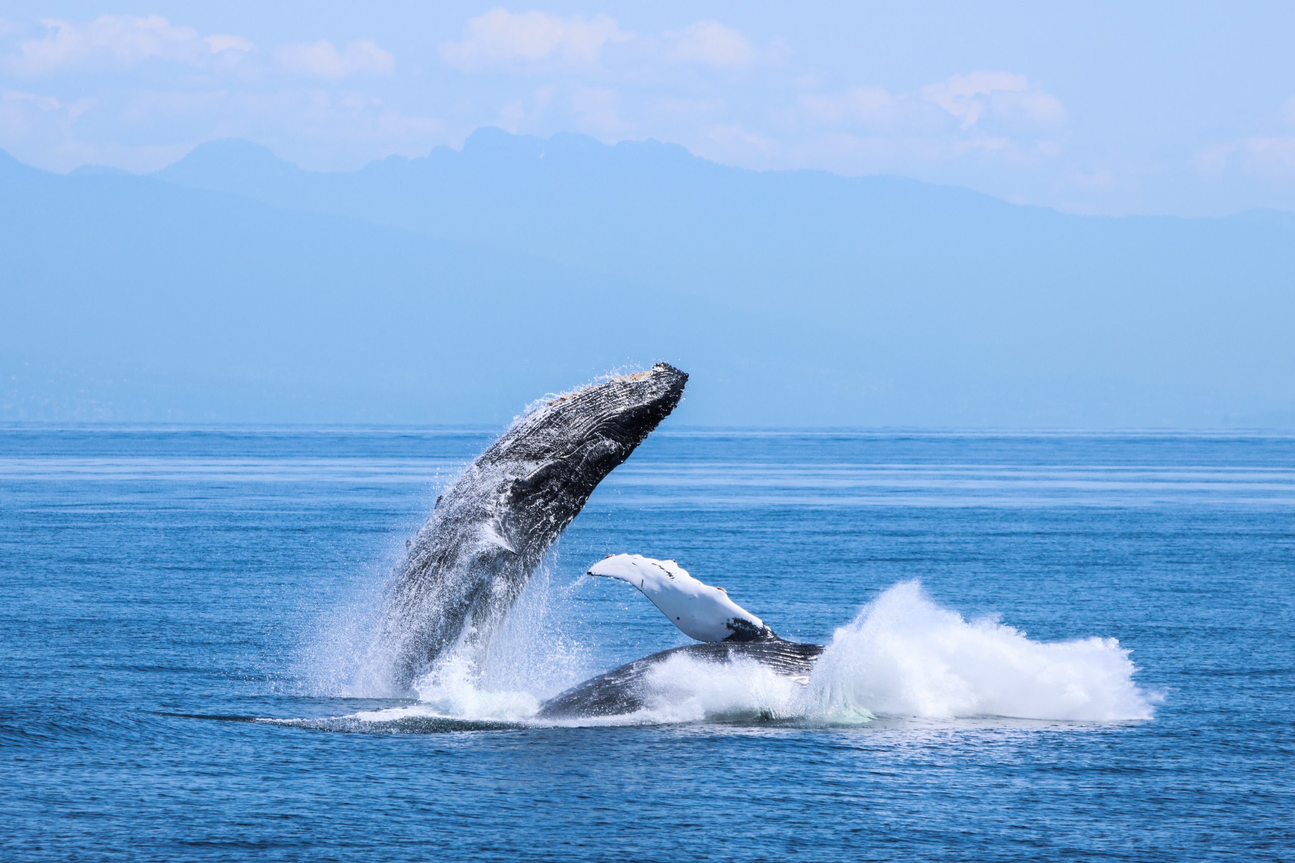 Humpback breach