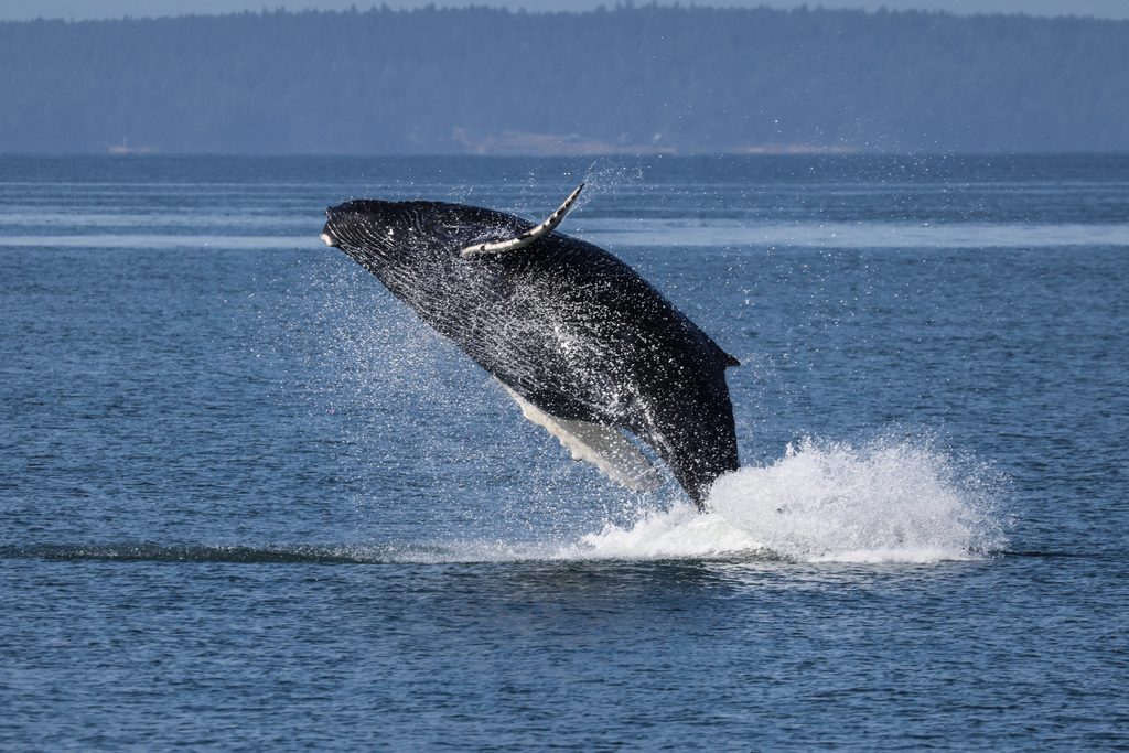 Vancouver Humpbacks