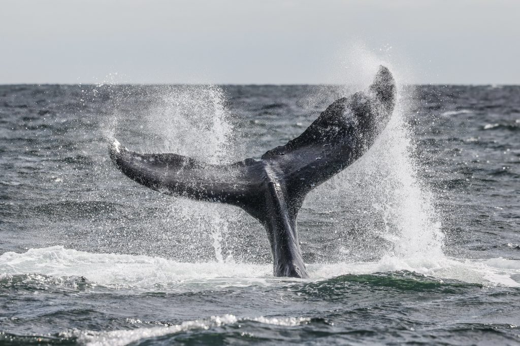 whale watching in victoria in the fall