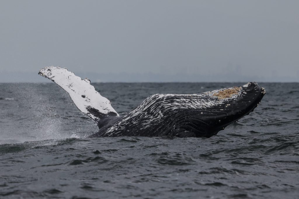 whale watching in victoria in the fall