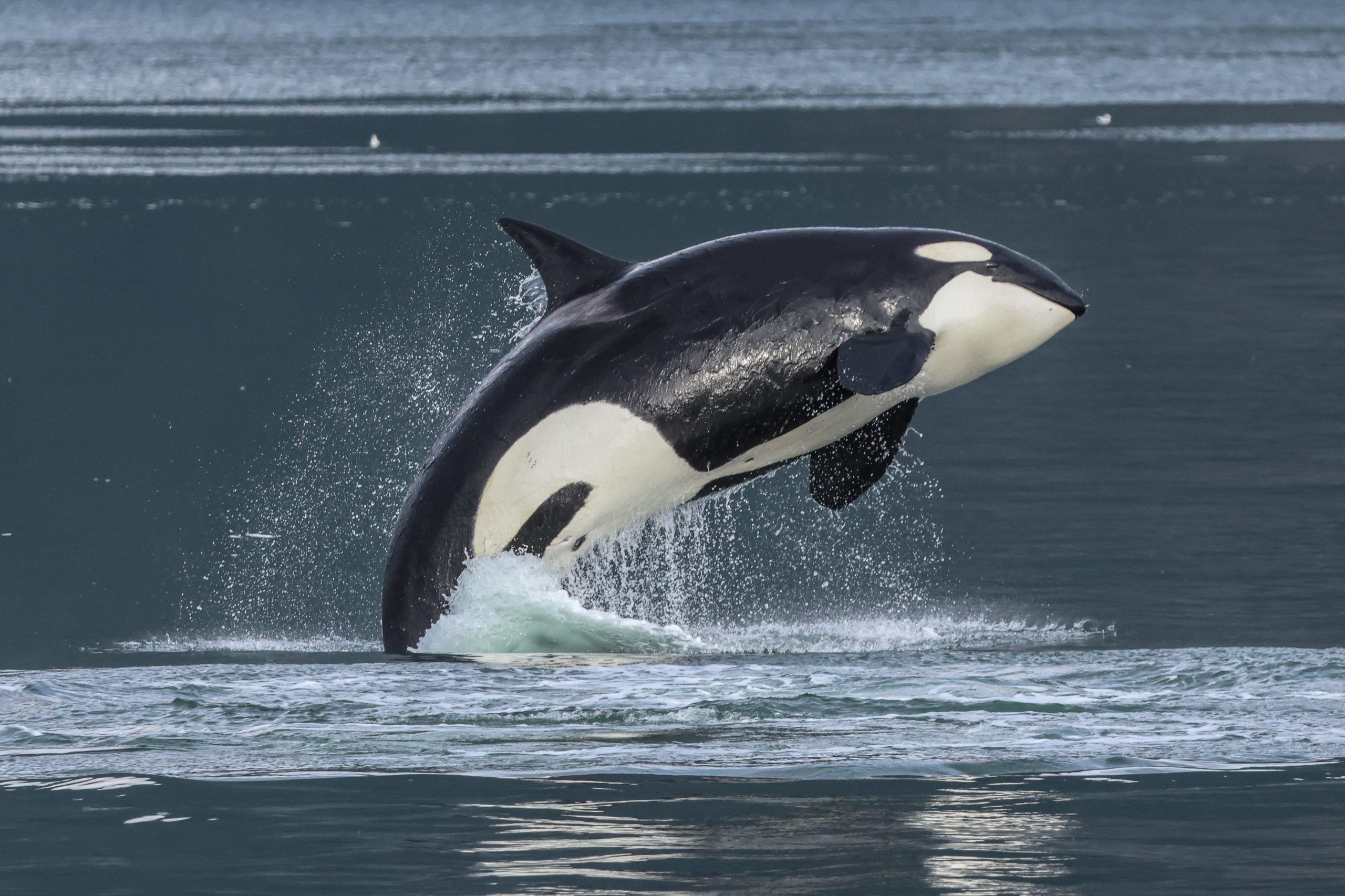 orca whale watching in victoria in the fall