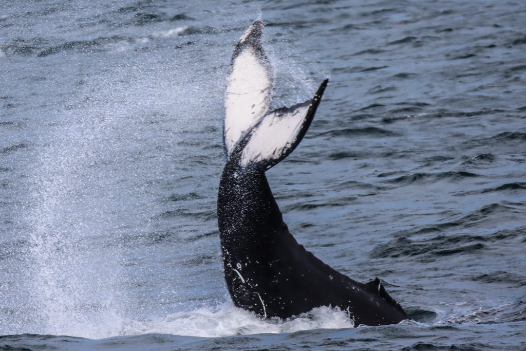Humpback Peduncle