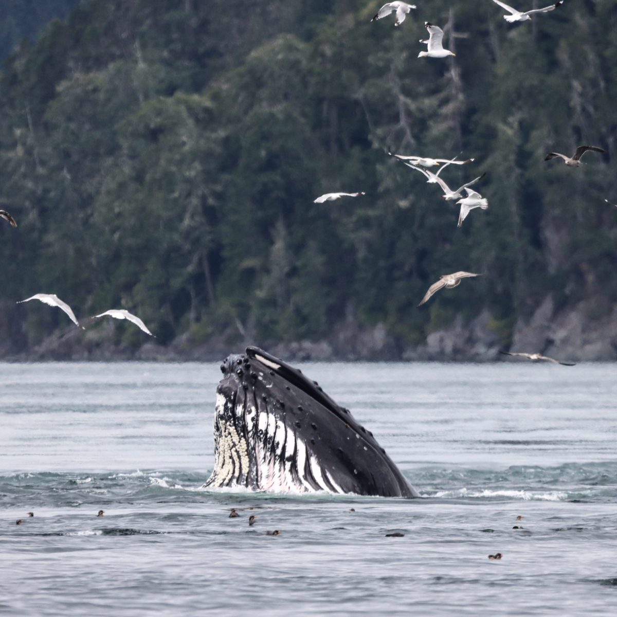 Humpback Lunge Feed
