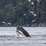 Humpback Lunge Feed