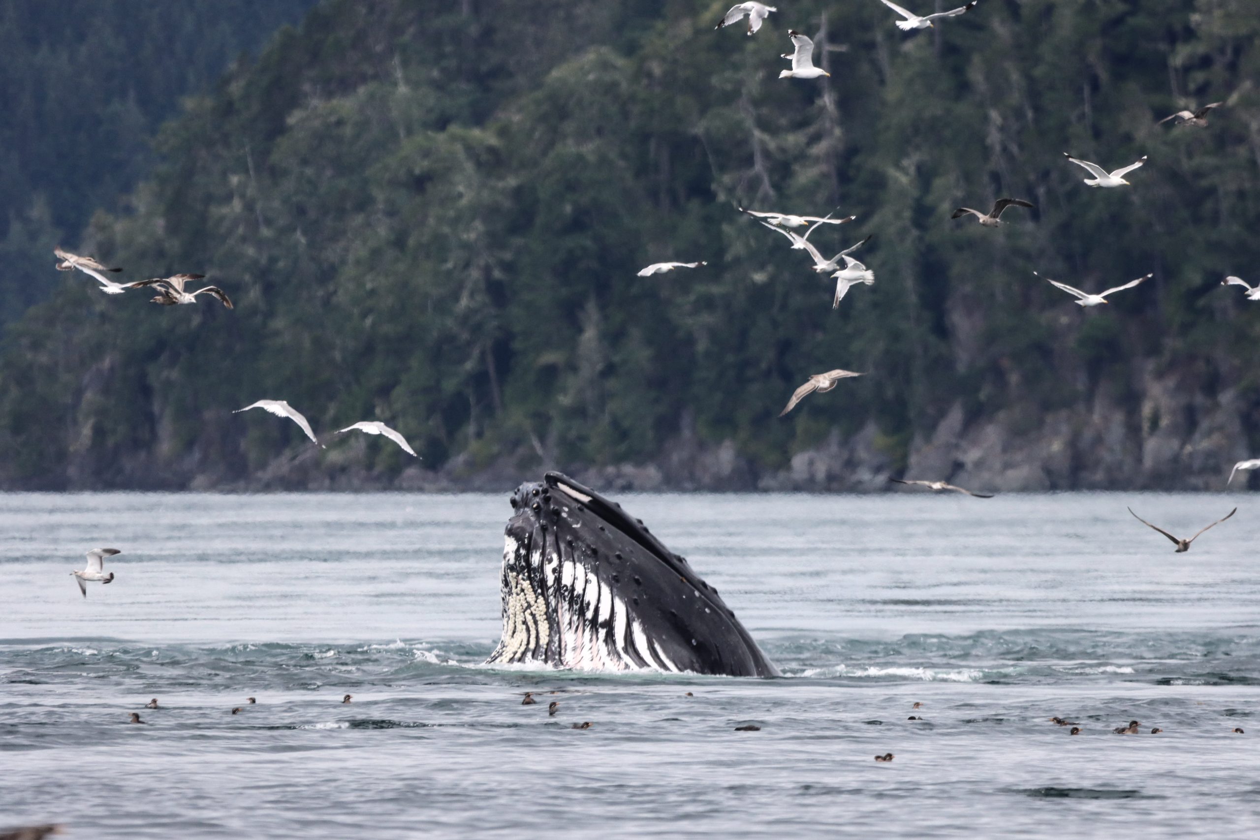 Humpback Lunge Feed