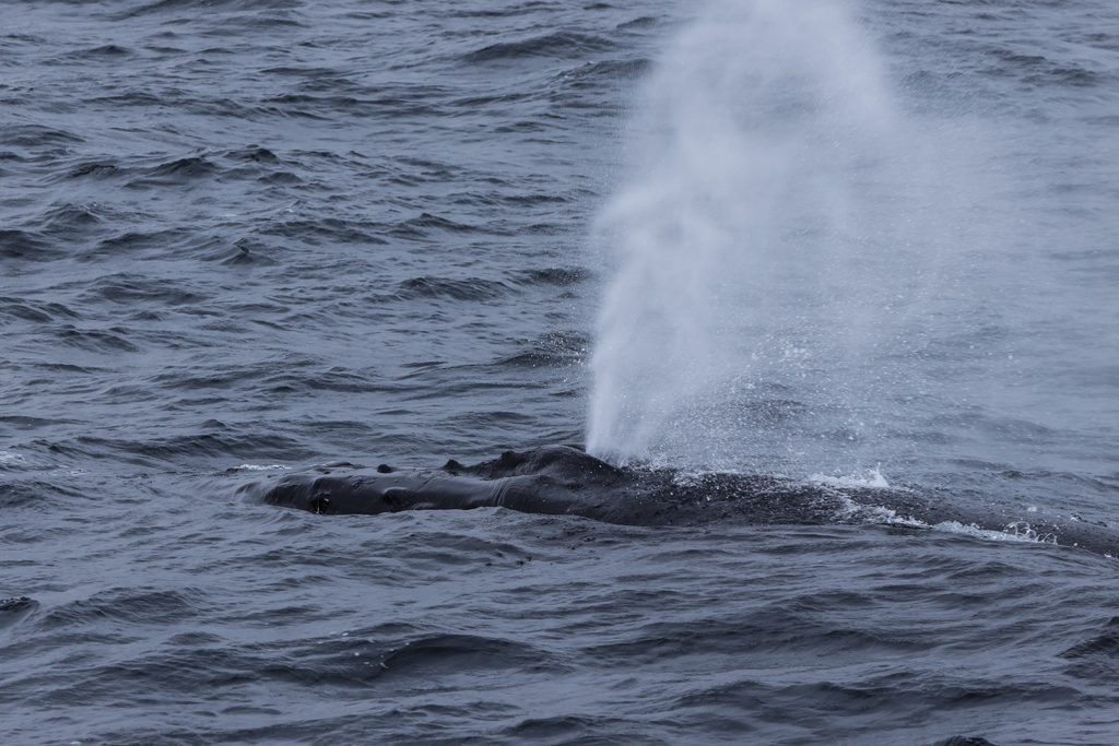 Humpback Exhale