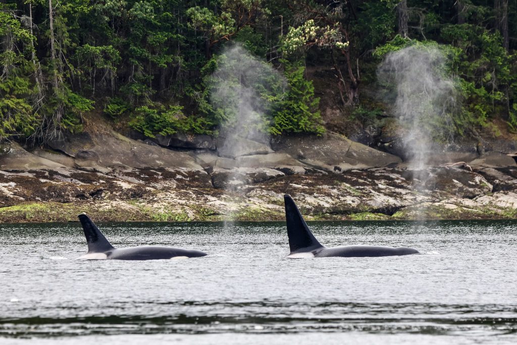 Orca Exhale