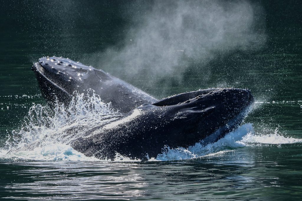Two humpbacks