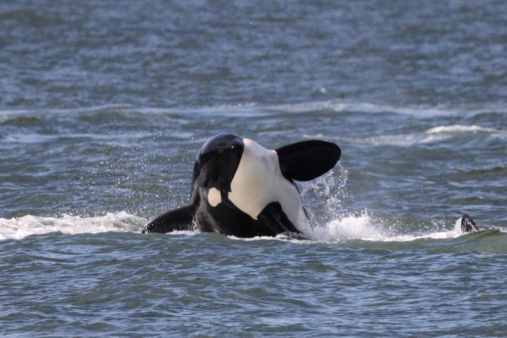 Killer whale