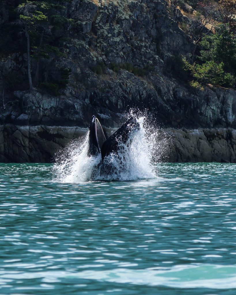Lunging Humpback